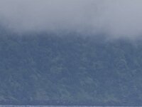 Physeter macrocephalus 11, Potvis, Saxifraga-Rik Kruit