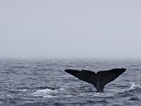 Physeter macrocephalus 12, Potvis, Saxifraga-Rik Kruit