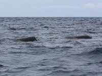Physeter macrocephalus 13, Potvis, Saxifraga-Bart Vastenhouw