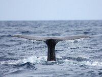 Physeter macrocephalus 18, Potvis, Saxifraga-Bart Vastenhouw