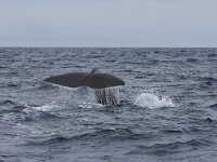 Physeter macrocephalus 21, Potvis, Saxifraga-Bart Vastenhouw