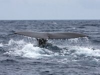 Physeter macrocephalus 22, Potvis, Saxifraga-Bart Vastenhouw