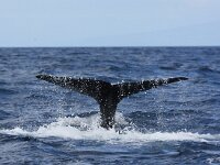 Physeter macrocephalus 23, Potvis, Saxifraga-Bart Vastenhouw