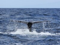 Physeter macrocephalus 24, Potvis, Saxifraga-Bart Vastenhouw