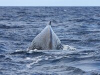 Physeter macrocephalus 25, Potvis, Saxifraga-Bart Vastenhouw