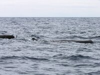 Physeter macrocephalus 26, Potvis, Saxifraga-Bart Vastenhouw