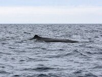 Physeter macrocephalus 27, Potvis, Saxifraga-Bart Vastenhouw