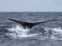 Physeter macrocephalus 29, Potvis, Saxifraga-Bart Vastenhouw