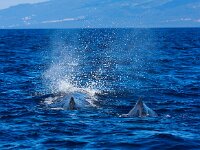 Physeter macrocephalus 32, Potvis, Saxifraga-Bart Vastenhouw