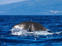 Physeter macrocephalus 34 Potvis, Saxifraga-Bart Vastenhouw