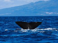 Physeter macrocephalus 35, Potvis, Saxifraga-Bart Vastenhouw