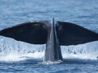 Physeter macrocephalus 38, Potvis, Saxifraga-Peter Meininger