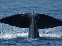 Physeter macrocephalus 39, Potvis, Saxifraga-Peter Meininger