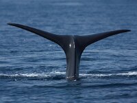 Physeter macrocephalus 40, Potvis, Saxifraga-Peter Meininger