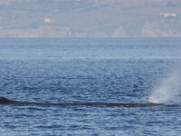Physeter macrocephalus 41, Potvis, Saxifraga-Peter Meininger