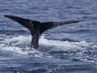 Physeter macrocephalus 8, Potvis, Saxifraga-Rik Kruit