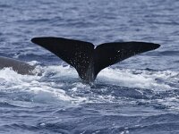 Physeter macrocephalus 9, Potvis, Saxifraga-Rik Kruit