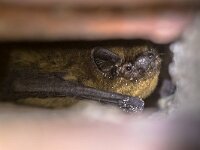 Hibernating bat in wall cavity  Hibernating pipistrelle bat (Pipistrellus pipistrellus) in wall cavity of house building : Myotis, Netherlands, Pipistrelle, animal, animals, bat, bats, beauty, blood, brown, cave, closeup, common, cute, devil, down, dungeon, environment, europe, european, fauna, fear, flight, gray, hang, hibernate, hibernation, horror, little, mammal, mice, mouse, nature, night, pipistrellus, silent, silver, sleep, sleeping, suck, unpleasant, upside, whiskered, wild, wildlife, wing, winter, witch
