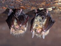 Hibernating long-eared bats in a cold cellar  Brown long-eared bat, common long-eared bat (Plecotus auritus). Two hibernating bats in a cellar in winter. Drenthe, Netherlands. : Netherlands, animal, auritus, background, bat, bats, brown, bunker, cave, cavity, ceiling, cellar, chiroptera, closeup, dark, dungeon, ear, environment, europe, european, fauna, hanging, hibernate, hibernating, hibernation, long-eared, mammal, mouse, nature, night, nocturnal, outdoors, perched, plecotus, single, sleep, sleeping, species, stone, underground, vampire, wild, wildlife, winter, wintering