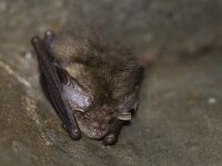 Plecotus auritus 7, Gewone grootoorvleermuis, Saxifraga-Mark Zekhuis