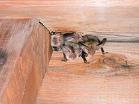 Plecotus auritus 8, Gewone grootoorvleermuis, Saxifraga-Bart Vastenhouw