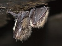 Plecotus auritus 9, Gewone grootoorvleermuis, Saxifraga-Mark Zekhuis
