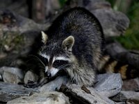 Procyon lotor 12, Wasbeer, Saxifraga-Bart Vastenhouw