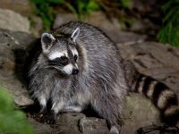 Procyon lotor 16, Wasbeer, Saxifraga-Bart Vastenhouw