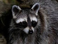 Procyon lotor 17, Wasbeer, Saxifraga-Bart Vastenhouw