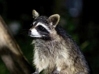 Procyon lotor 18, Wasbeer, Saxifraga-Bart Vastenhouw