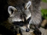 Procyon lotor 23, Wasbeer, Saxifraga-Bart Vastenhouw