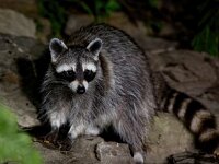 Procyon lotor 26, Wasbeer, Saxifraga-Bart Vastenhouw