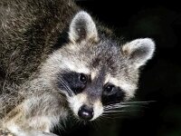 Procyon lotor 29, Wasbeer, Saxifraga-Bart Vastenhouw