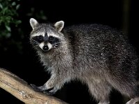 Procyon lotor 34, Wasbeer, Saxifraga-Bart Vastenhouw