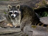 Procyon lotor 35, Wasbeer, Saxifraga-Bart Vastenhouw