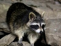 Procyon lotor 39, Wasbeer, Saxifraga-Bart Vastenhouw