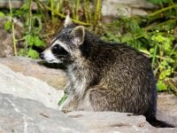 Procyon lotor 41, Wasbeer, Saxifraga-Bart Vastenhouw