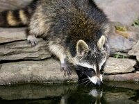 Procyon lotor 43, Wasbeer, Saxifraga-Bart Vastenhouw