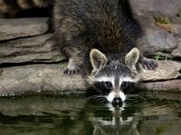 Procyon lotor 44, Wasbeer, Saxifraga-Bart Vastenhouw