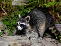 Procyon lotor 47, Wasbeer, Saxifraga-Bart Vastenhouw