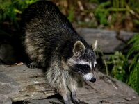 Procyon lotor 51, Wasbeer, Saxifraga-Bart Vastenhouw