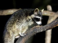 Procyon lotor 52, Wasbeer, Saxifraga-Bart Vastenhouw