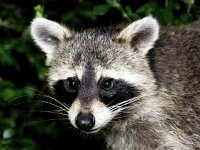 Procyon lotor 53, Wasbeer, Saxifraga-Bart Vastenhouw