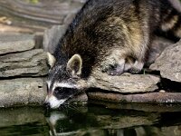 Procyon lotor 54, Wasbeer, Saxifraga-Bart Vastenhouw