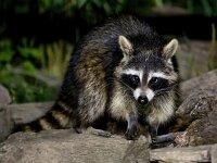 Procyon lotor 56, Wasbeer, Saxifraga-Bart Vastenhouw