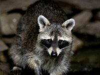 Procyon lotor 58, Wasbeer, Saxifraga-Bart Vastenhouw