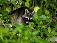 Procyon lotor 60, Wasbeer, Saxifraga-Bart Vastenhouw