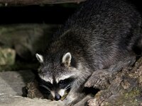 Procyon lotor 62, Wasbeer, Saxifraga-Bart Vastenhouw