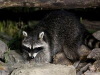 Procyon lotor 63, Wasbeer, Saxifraga-Bart Vastenhouw