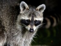 Procyon lotor 66, Wasbeer, Saxifraga-Bart Vastenhouw